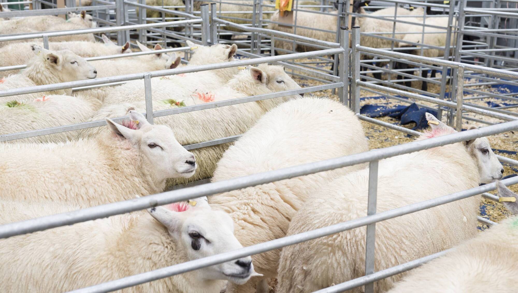 Spring lamb trade hits €10/kg as hogget doubts emerge