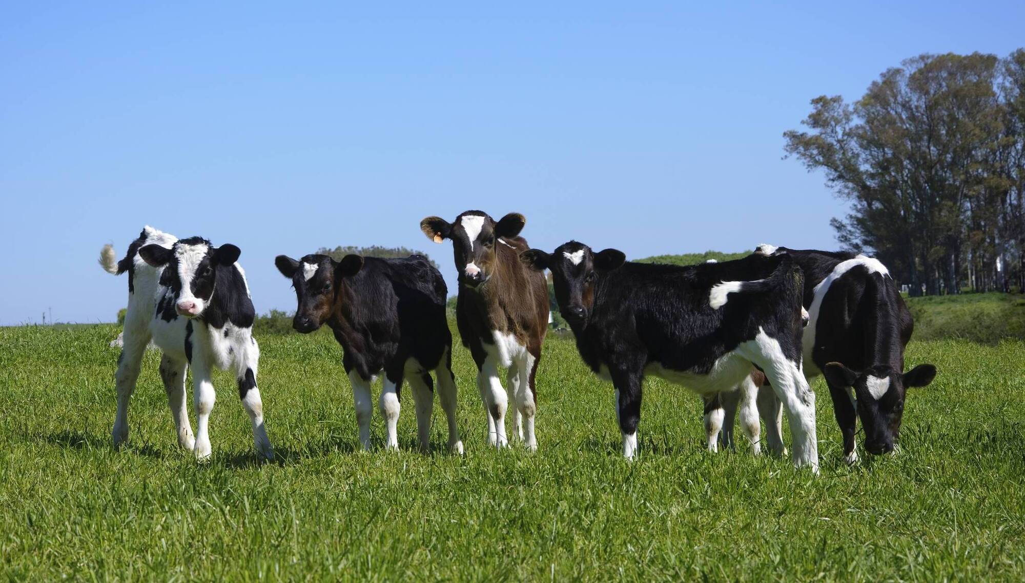 Brian Reidy: Is it a good idea to cut costs by feeding calves less meal?