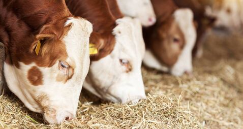 Cows Feeding