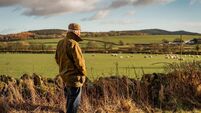 Senior man looking at field with sheep