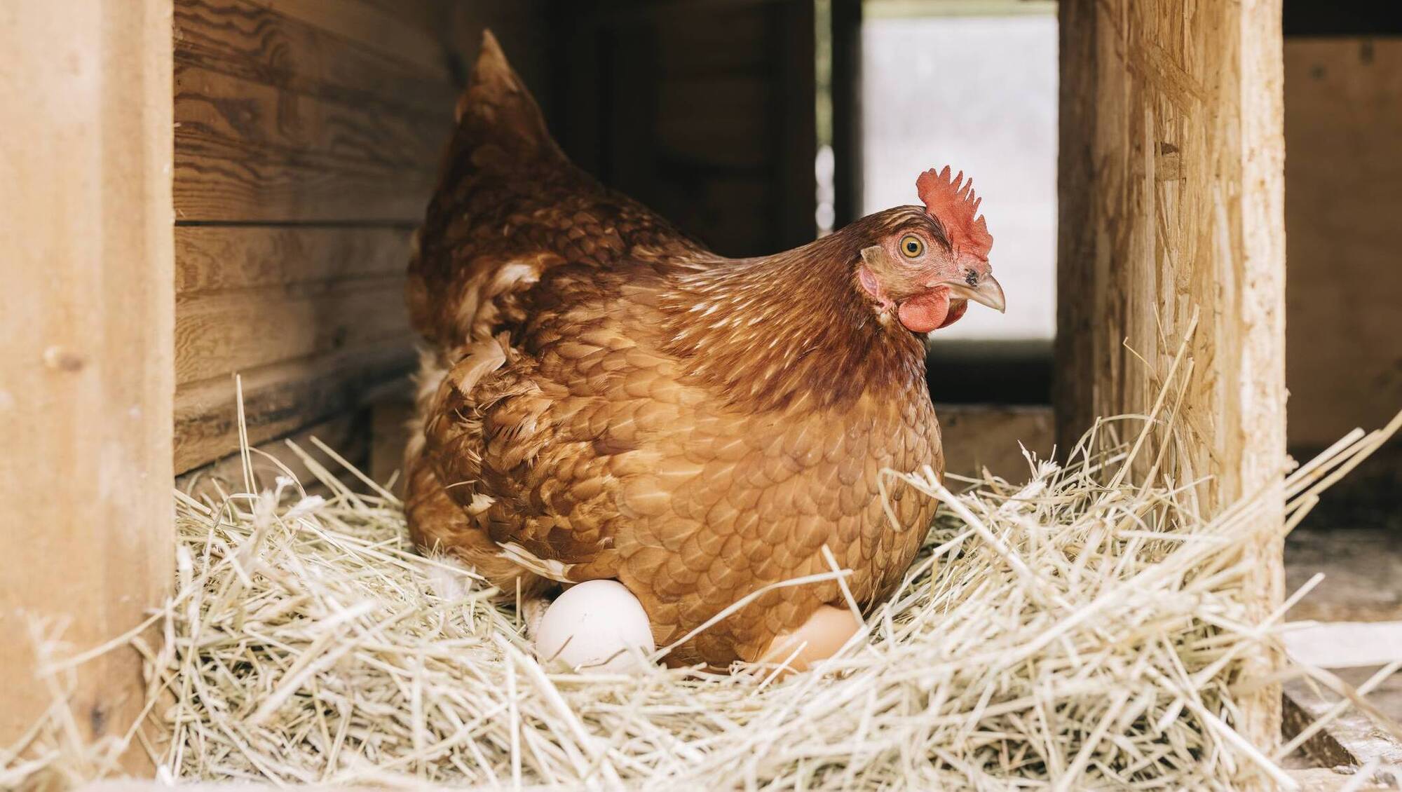 Compulsory poultry housing order to be lifted in May