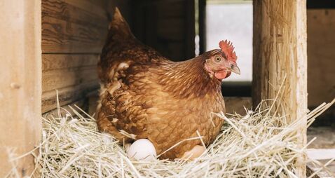 Chicken with freshly laid eggs