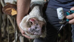 <p>Ireland is now entering the high-risk period for BTV spread and infection.</p>