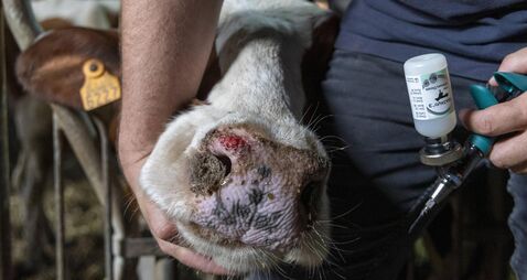 AMINAM HEALTH BLUETONGUE DISEASE SHEEP