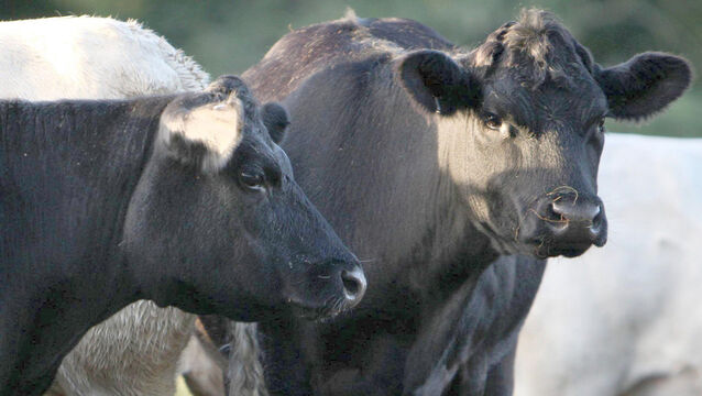 <p>Farmers are advised to discuss the option for vaccination with their private veterinary practitioner.</p>