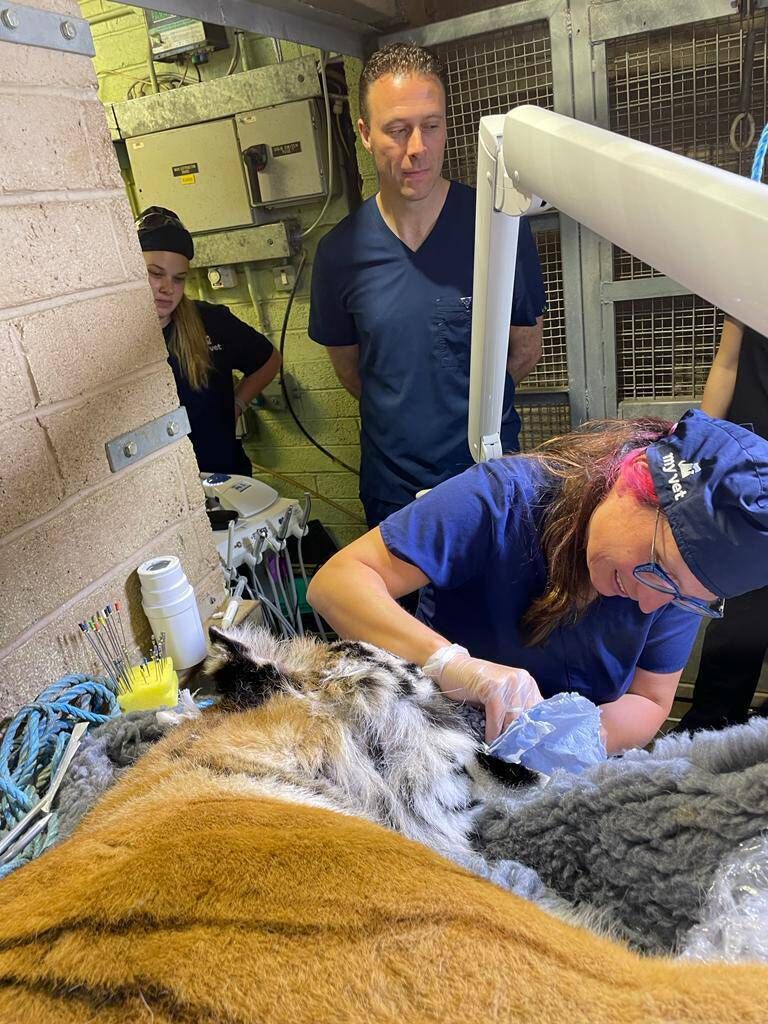 Veterinary dentist Nora Schwitzer performing root canal surgery on a tiger at Dublin Zoo. 