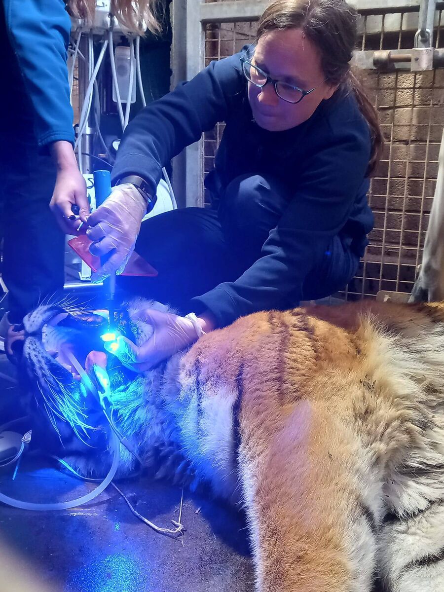 Veterinary dentist Nora Schwitzer performing root canal surgery on a tiger at Dublin Zoo. 'We try to avoid taking the teeth out just because they are so long.'