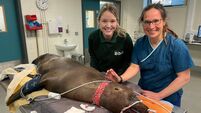 From tigers to seals: Dublin Zoo dentist reveals challenges of animal dental surgery