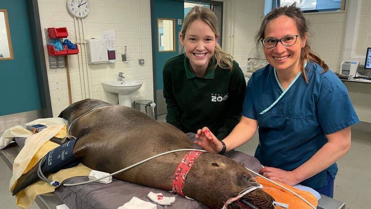 Meet the Dublin Zoo dentist that operates on tigers