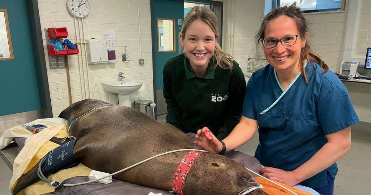 From tigers to seals: Dublin Zoo dentist reveals challenges of animal dental surgery
