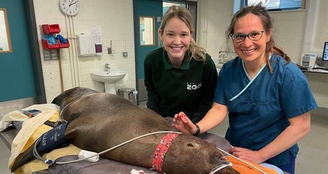 From tigers to seals: Dublin Zoo dentist reveals challenges of animal dental surgery