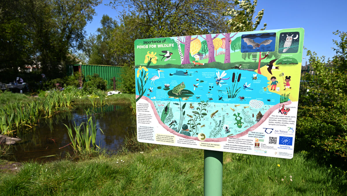 Togher Community Garden in Cork. The Nature Restoration Law can benefit society across Ireland, ensuring that rural communities benefit from investment to maintain their areas of high-nature value and ensuring that those in the most socioeconomically disadvantaged urban communities can access nature to the benefit of their health, wellbeing and educational outcomes. Picture: Larry Cummins