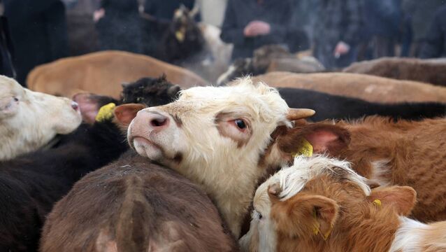 <p>ICOS reiterated its call for the flat-rate addition to be amended to ensure farmers selling livestock through marts were not disadvantaged.</p>