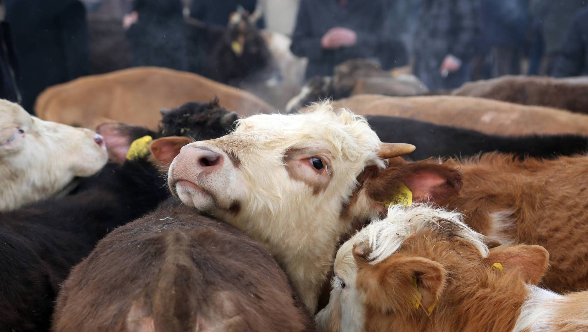 ICOS raises 'discriminatory' VAT anomaly affecting marts and farmers