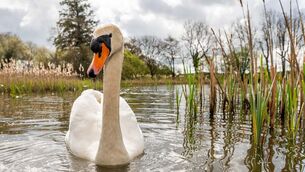 <p> A male swan searches for food on Dunmanway Lake. People feel the nature-related losses of recent decades acutely — declining numbers of wildlife, unsafe swimming waters, diminished access to local green spaces to name just a few of the concerns articulated and highlighted for requiring action. Picture: Andy Gibson</p>