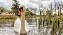 Aoibhinn Ní Shúilleabháin: People care about losing the natural world — politics must catch up