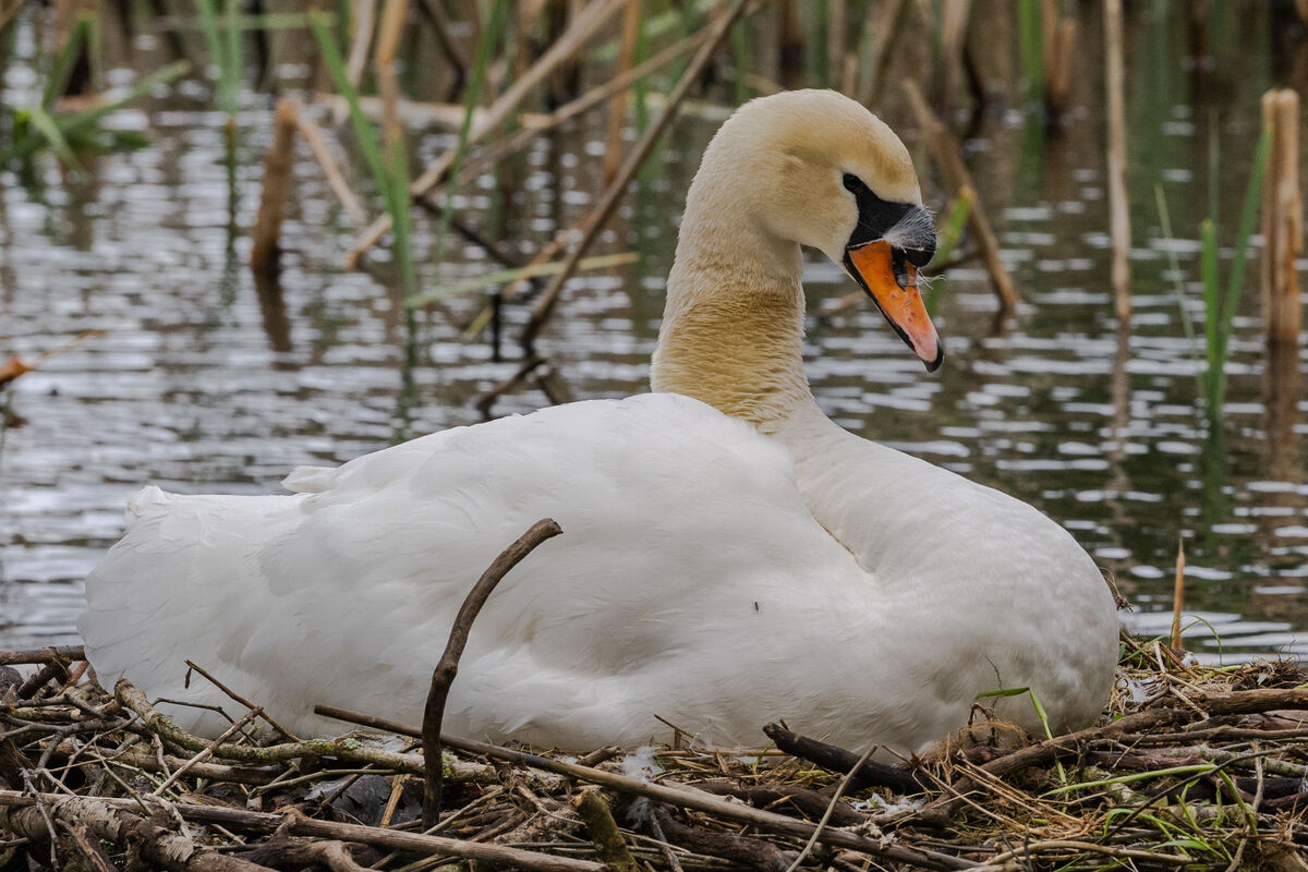  A nesting swan on Dunmanway Lake. Across global economic, health and strategic risk policies, nature is recognised as vital infrastructure contributing to public health and wellbeing, economic security and climate mitigation, but it has never been prioritised by the State. Picture: Andy Gibson