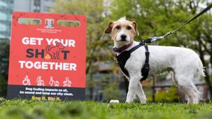 <p>Molly, a recent rescue from the CSPCA, is the face of Cork City Council's new 'Get Your Sh*t Together' campaign. The council has said that no signage has been placed near schools.</p>