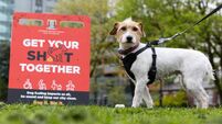 Cork City Council gives out thousands of free poop disposal bags to combat dog fouling