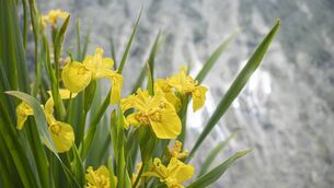 <p>People in West Cork placed long leaves of yellow, wild iris (known as 'flaggers') on doorsteps, window wills and kitchen furniture. On Cape Clear, bunches of flaggers were put into fishing boats for luck. Picture: iStock</p>