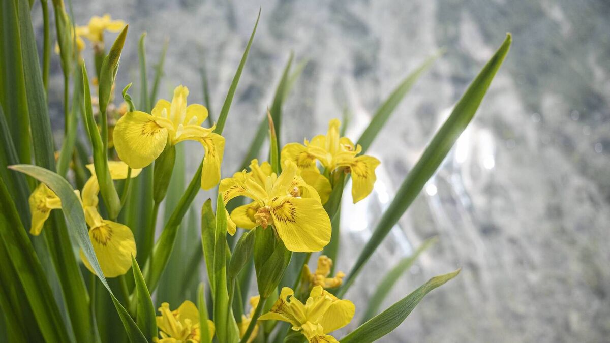 Donal Hickey: May Day and other customs so beautiful in their simplicity