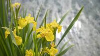 The marsh iris (Iris pseudacorus) feels most at home at the edge of the water.