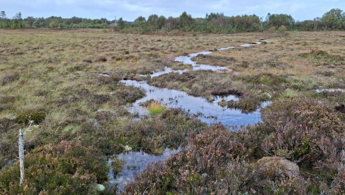 Although peatlands, such as Clara Bog, Co Offaly, cover only around 3% of the Earth’s land surface, they store nearly one-third of the world’s soil carbon.