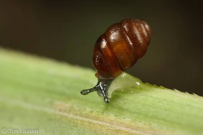 The snail's presence is an indication of a high-quality, habitat, environmentalists say.