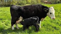 Brian Reidy: Selecting replacement heifers for the suckler herd