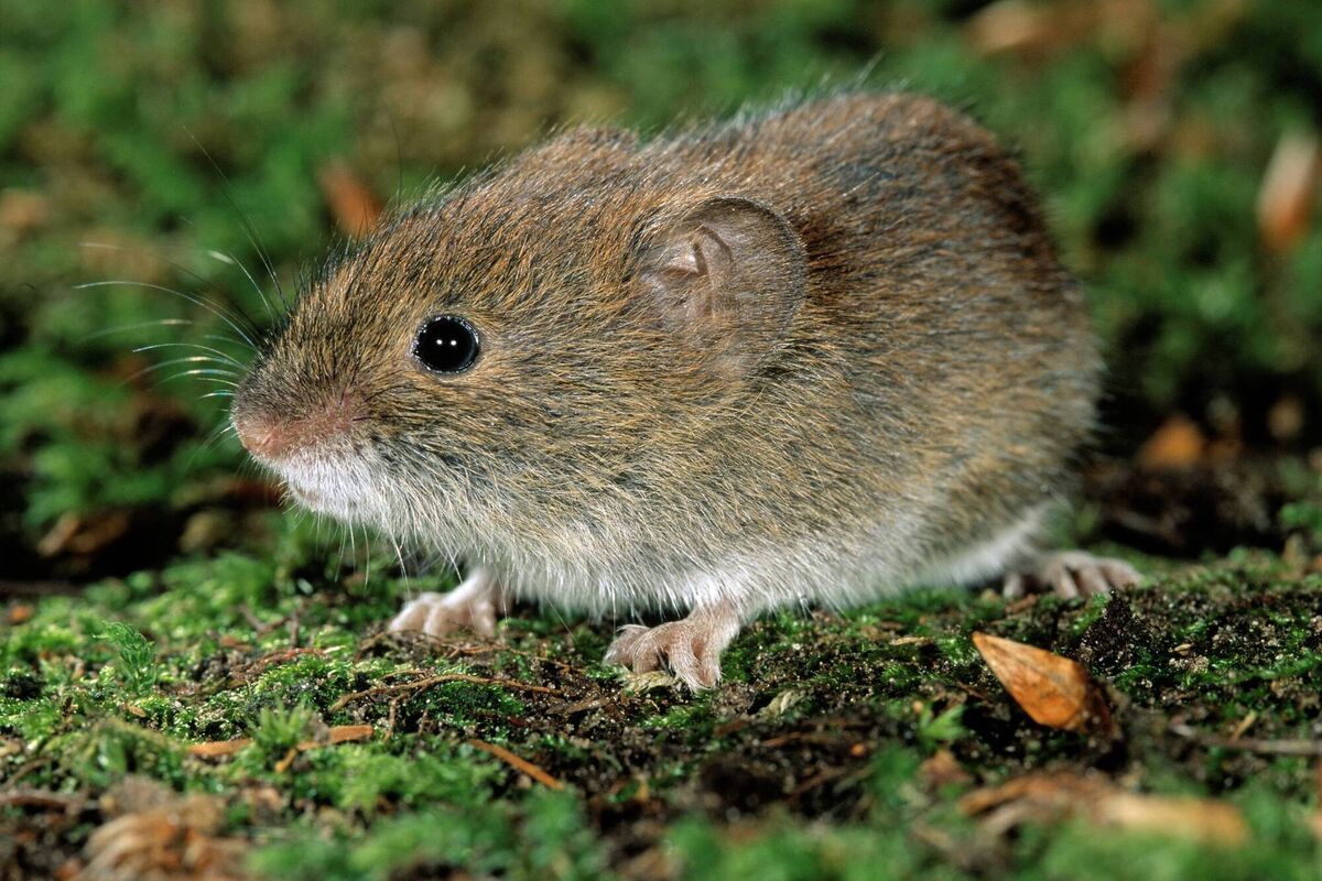 The bank vole (Clethrionomys glareolus) was found near Listowel in 1964, a surprise since it isn't native to Ireland.