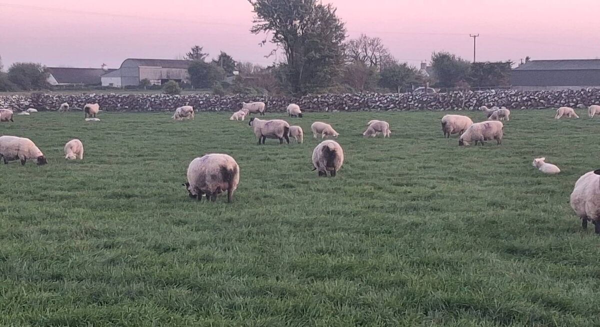Ewes and Lambs grazing on Michael's farm in Galway. Picture: Michael Forde
