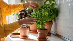 <p>Carrigtwohill Flower &amp; Garden Club will host Margaret Coughlan  who will present on  'Plant pot to cooking pot. Growing fresh herbs'. Picture: iStock</p>