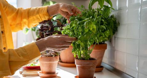 Woman takes basil leaves from plant in pot at home for prepare food, hands close-up.