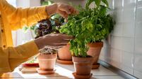 Woman takes basil leaves from plant in pot at home for prepare food, hands close-up.