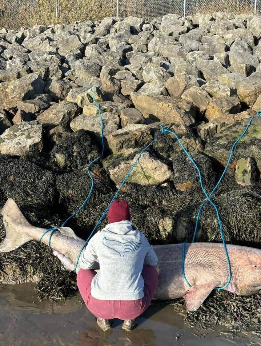 The Greenland shark that washed up in Finisklin, Co Sligo. Picture: Irish Whale and Dolphin Group via Facebook