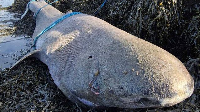 <p>The Greenland shark found by teenagers Hammad Chaudhry and James Winter O’Donnell  on the seashore at Finisklin, Co Sligo. Picture: Irish Whale and Dolphin Group via Facebook</p>