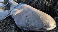 Societal acceptance of severe pollution and fish kills 