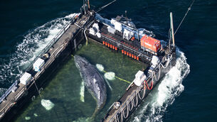 The humpback whale recovered from a shallow bay off Wismar (Philip Dulian/dpa via AP)