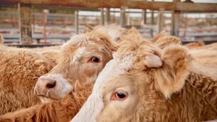 <p>Imports of Irish beef to the UK fell by 13.4% in the first two months of this year, to 28,305 tonnes.</p>