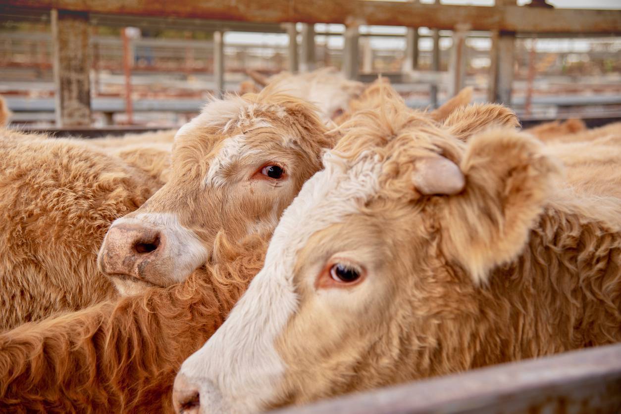 Irish beef hit as UK imports surge from Australia, New Zealand