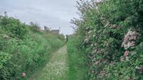 Grass and daisy covered rural lane, lined on either side by hedgerows