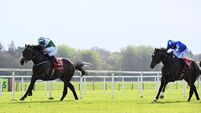 Gowran Park preview: Majestic King could be worth the wait