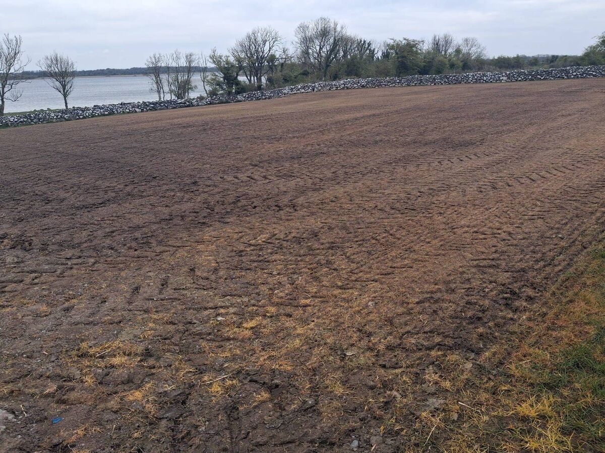 'I decided to reseed this paddock and it has recently been sown with new seed. It has been a few years since we reseeded so we are hoping this paddock will go well.' Picture: Michael Forde