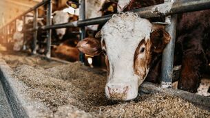 <p>Strategic use of feed additives in Irish beef systems is among the 30 projects to receive funding.</p>