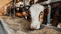 Close up of calves on animal farm eating food. Meat industry concept.