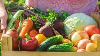 grandmother in the garden gather the harvest. Selective focus.