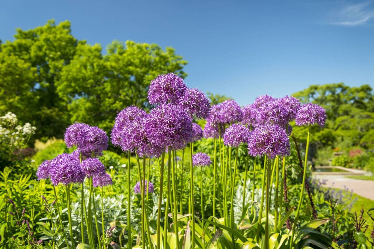 Alliums are architectural, stylish, colourful and easy to grow, writes Peter Dowdall. 