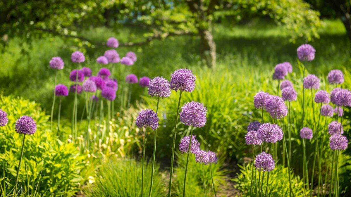 Alliums such as these will be well able to tolerate frosts and the worst of what the scaraveen can throw at them but some more tender plants may need attention.