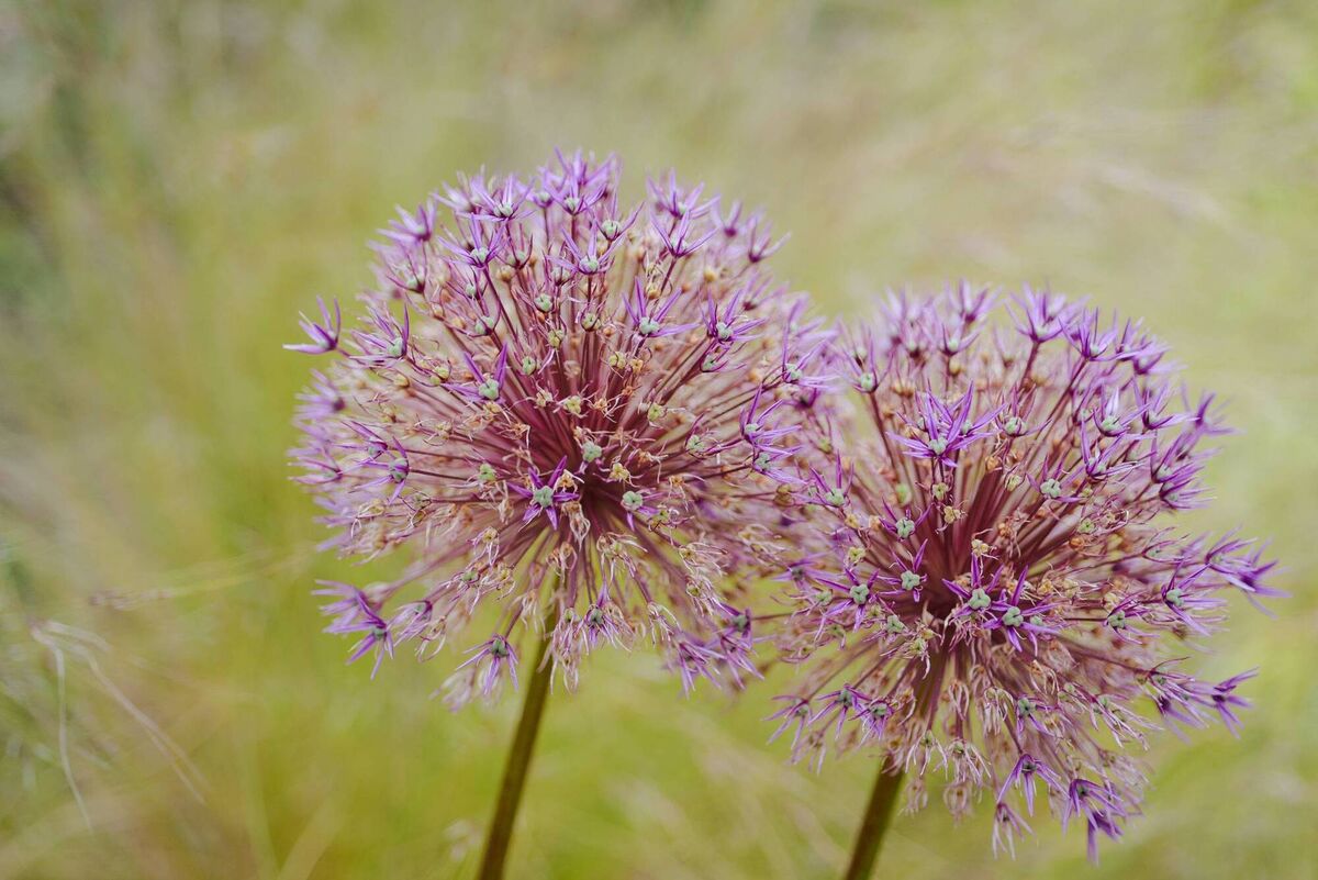 Ambassador allium, mixed with the ornamental grass Stipa tenuissima (known as ponytail grass) can create a nearly dreamlike effect. Picture: Philip Daly