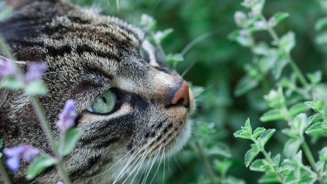 <p>Cats love playing with catmint, nepeta. Planted at the foot of your alliums, it will fill 'the understorey' with a soft haze of grey-green, hiding everything beneath while the great spherical heads float above it as though suspended in mid-air. File pictures </p>